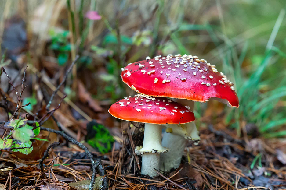 Muscaria Gummies